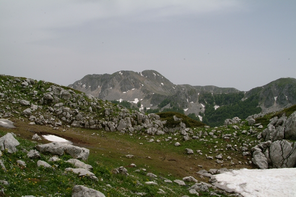 Soldanella alpina e le altre specie di Soldanella
